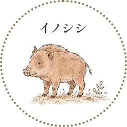 イノシシ